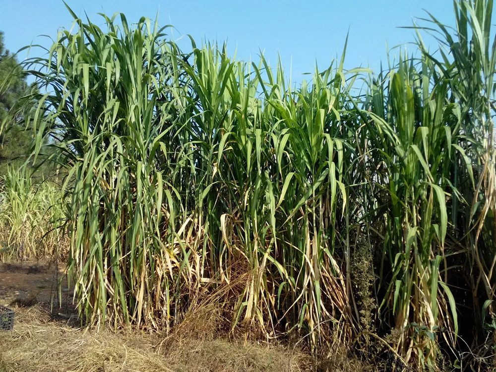 从印度引入的,其亩产达30吨,种一次可连续收8年,产量虽高,可收获期虽