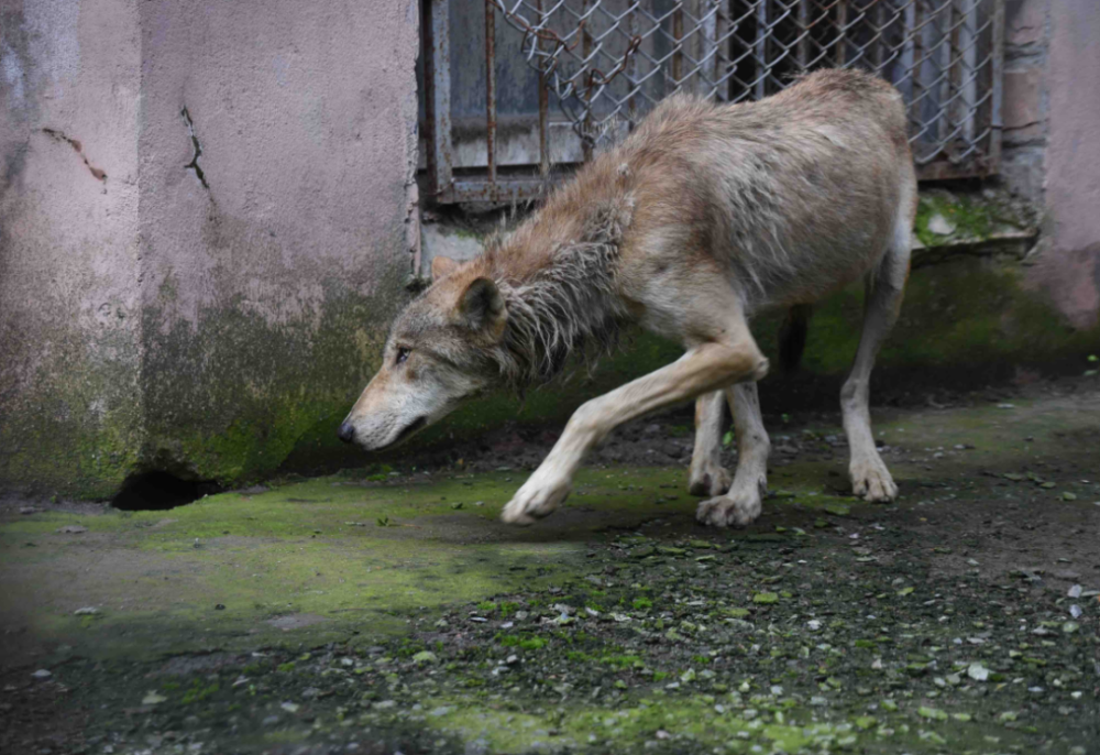 哈尔滨进屯狼正在动物园隔离状态有所好转
