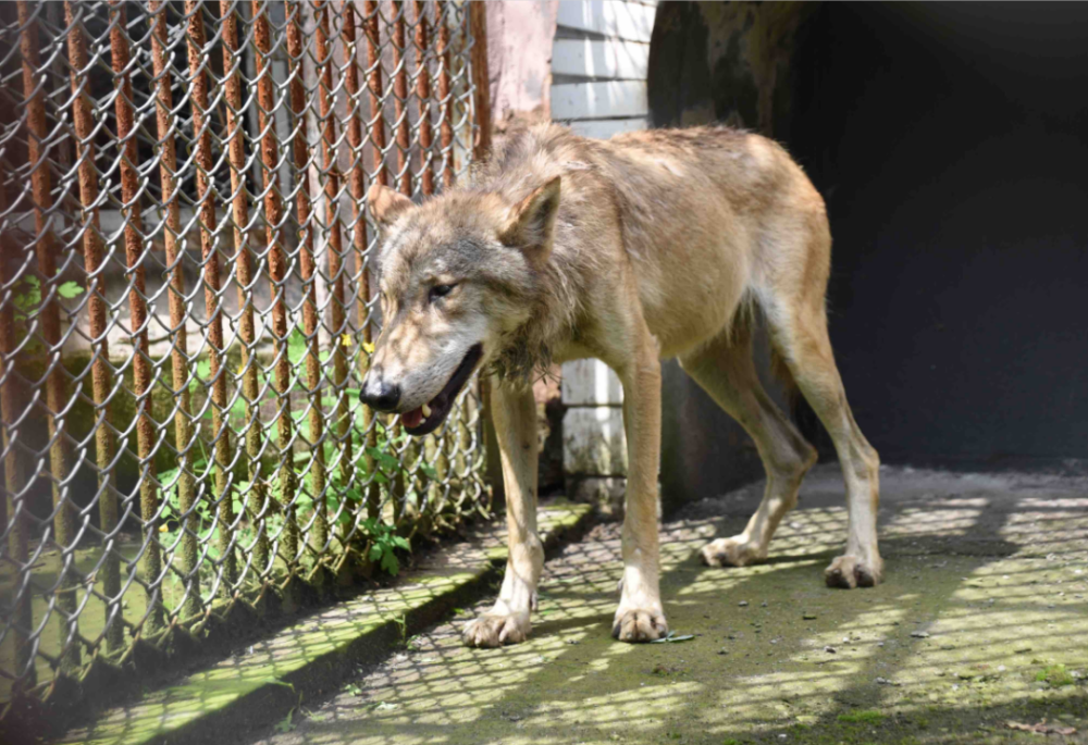 哈尔滨进屯狼正在动物园隔离状态有所好转