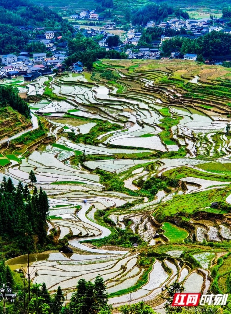 湖湘最美稻田山水田园风光画