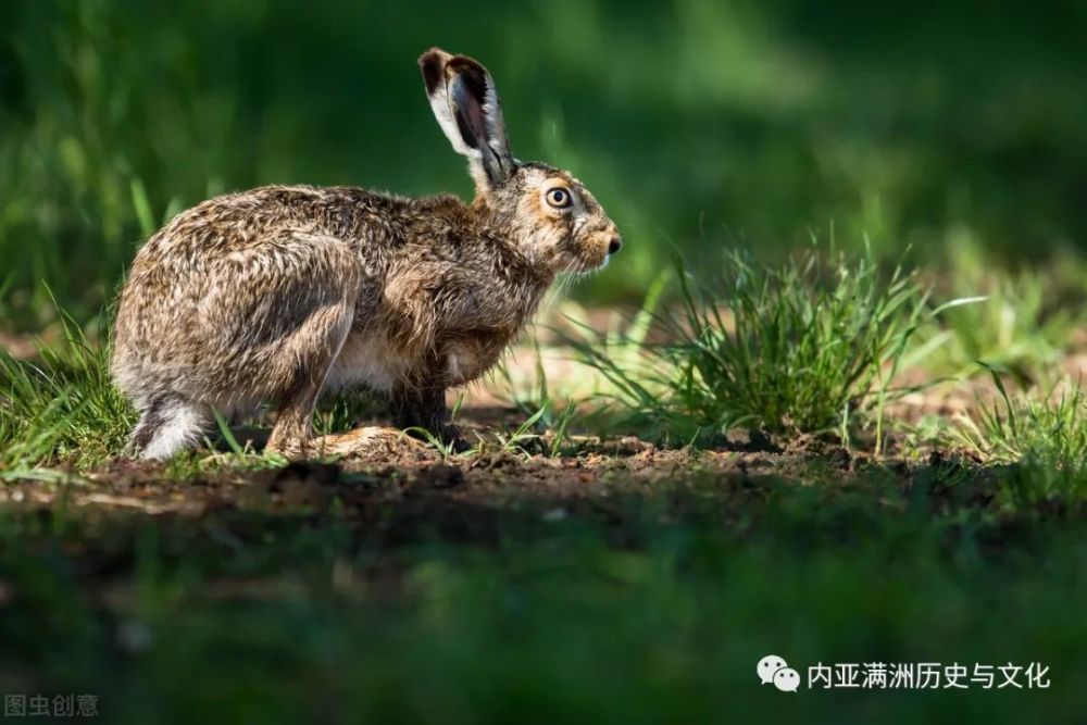 长白山老猎人猞猁王讲述猞猁猎捕七计让你听得毛骨悚然