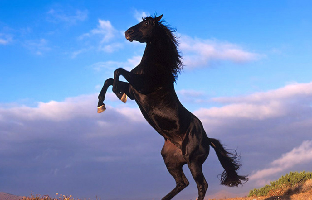 老兵回忆:打扫库房捡到半本残破词典,如获至宝躲进被窝看