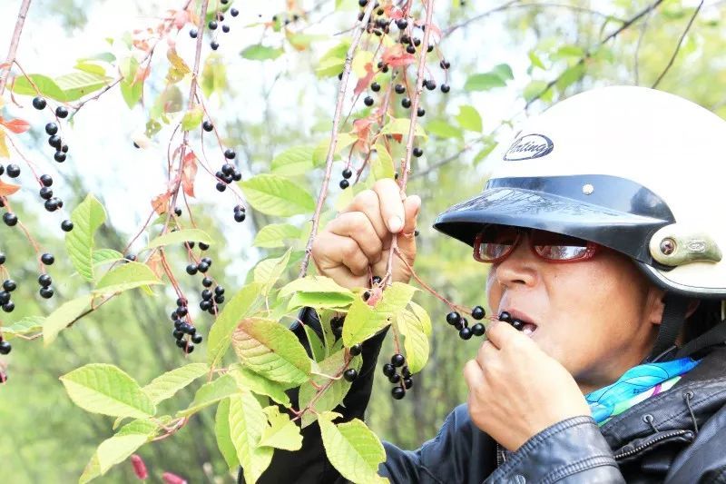 又到林区野果飘香季!金河人准备好采秋了吗?