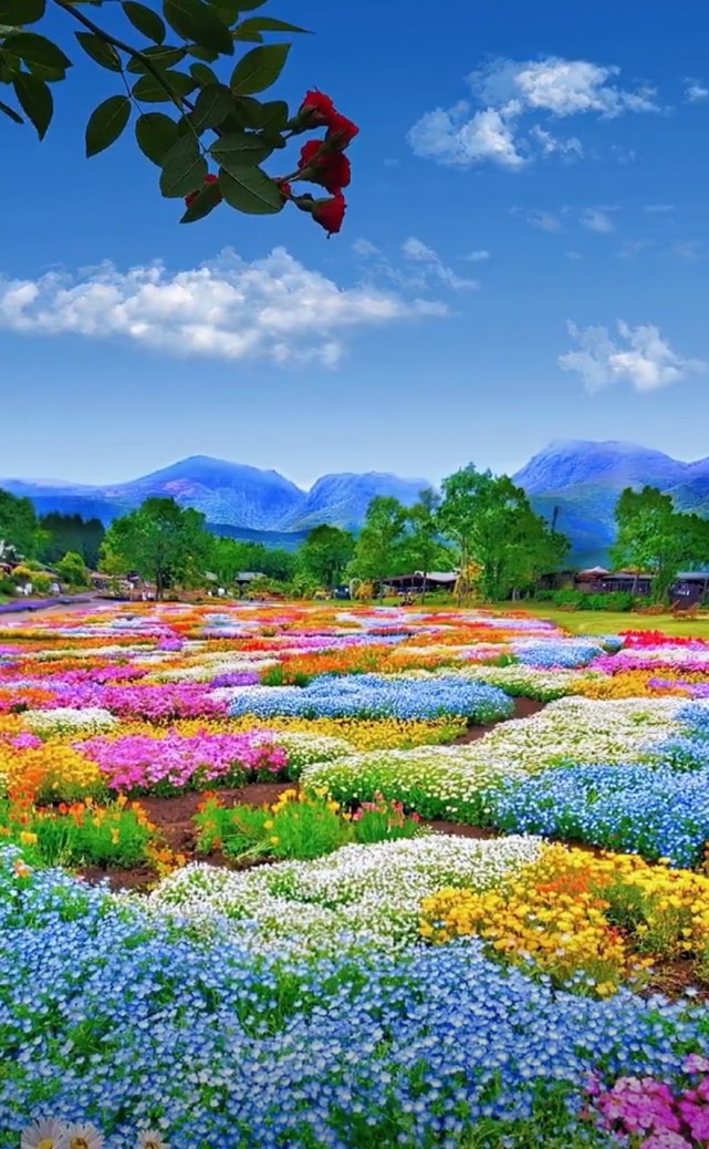 异域风景-孤芳自赏-愉悦美好心情