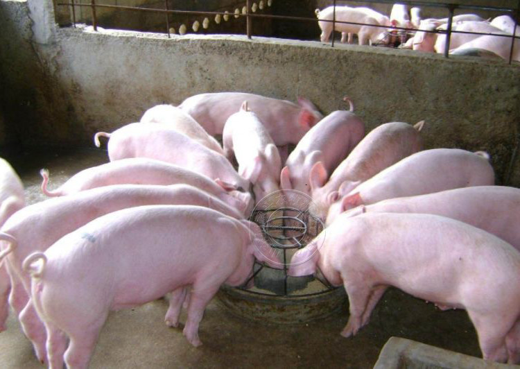 猪场阻止猪群疾病发生,采取的管理方法有哪些呢?