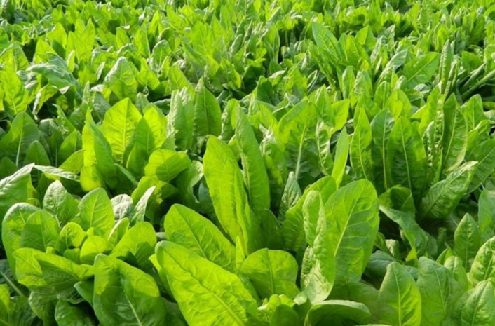大叶菊苣亩产量有多少?具有哪些特性,什么地方种植比较好?