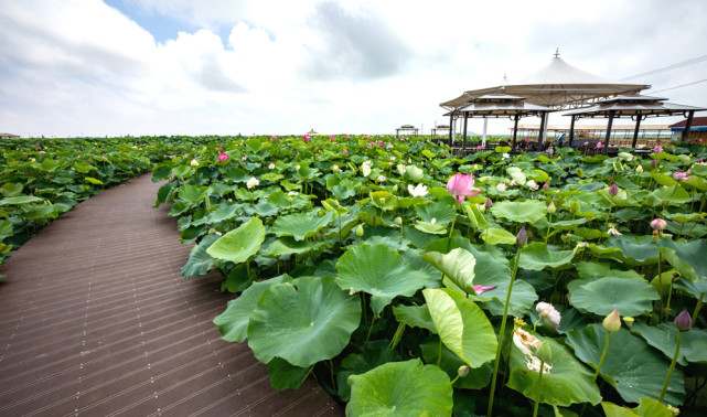 宁波最大连片荷园3500亩荷花等你打卡