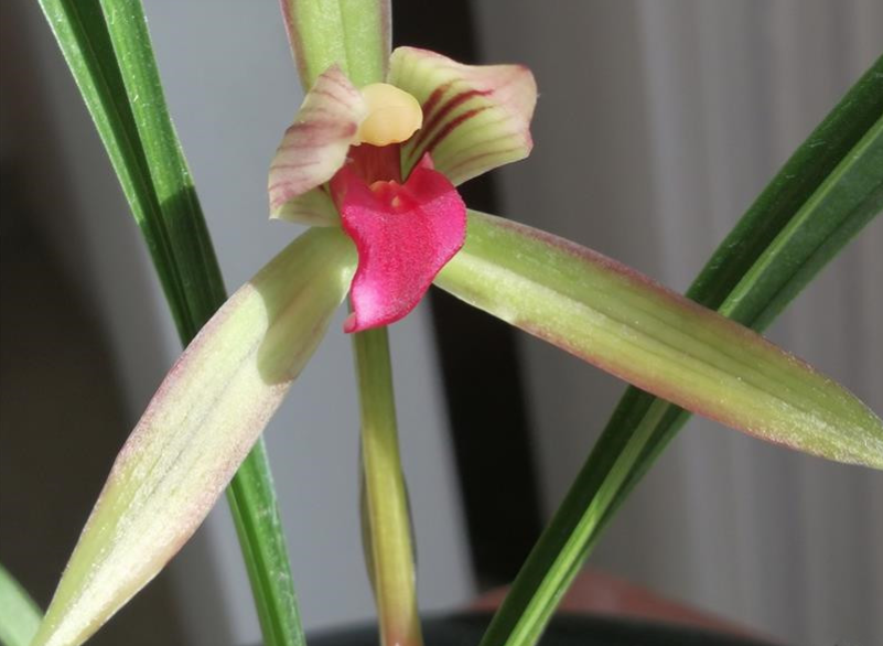 春兰滇红素 顶级品种 红花浓香 被誉为兰花界的常青树 腾讯新闻