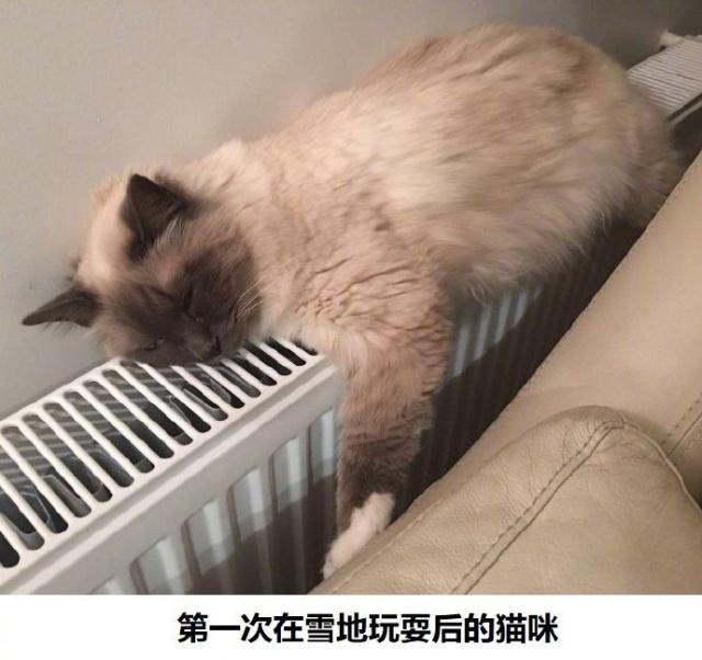 猫遇见雪的真实反应猫我还是在家待着吧