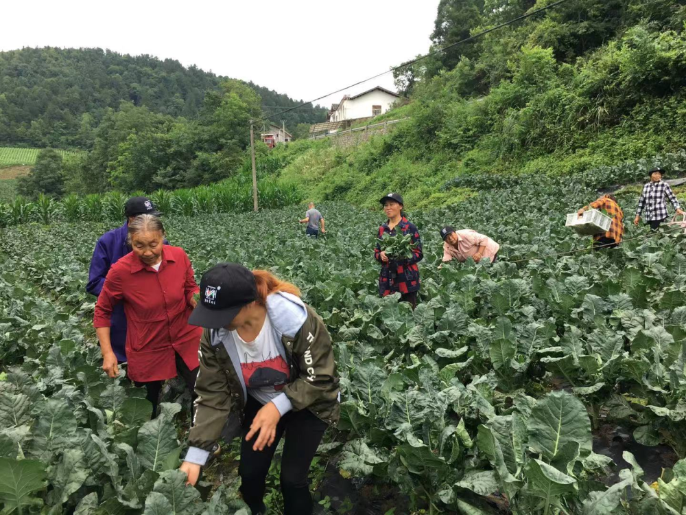 近日,來自恩施,鶴峰,利川,五峰等武陵山區高山蔬菜種植合作社的代表