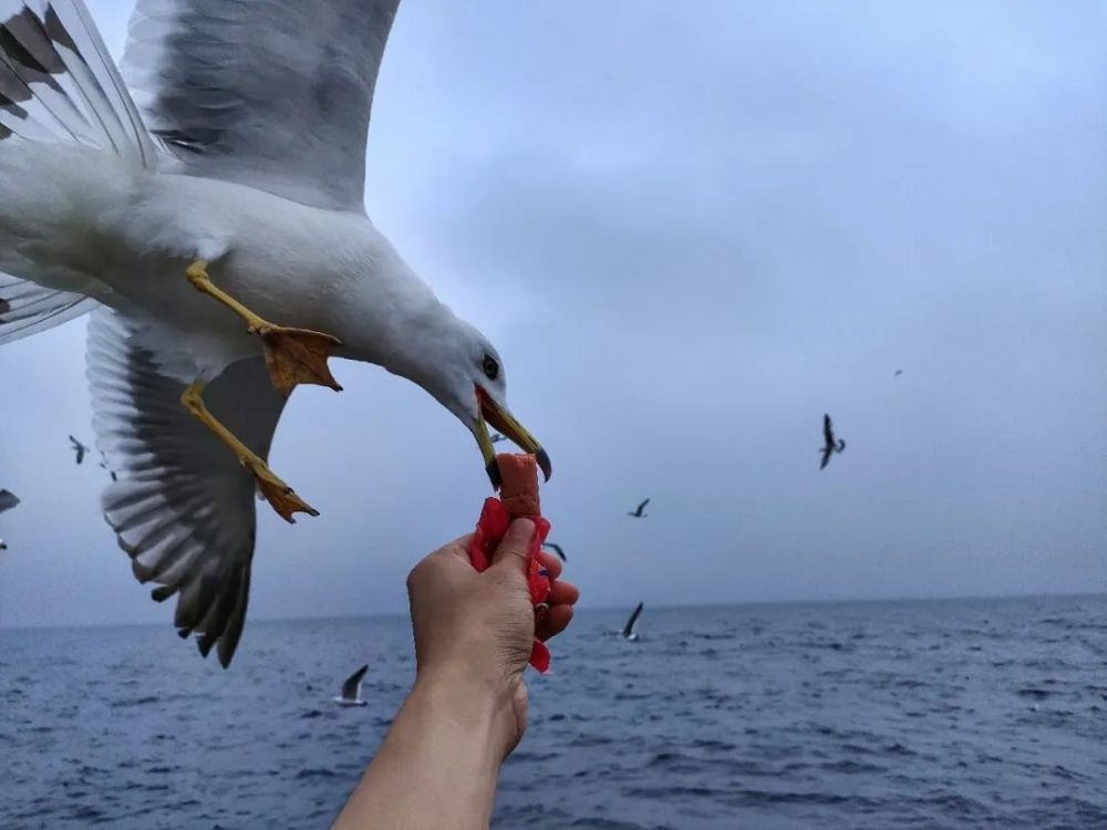 海鸥很温柔,在大连的各个海边,很乐于和我们互动,清脆的叫声,伴着海浪