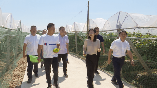 "85后"的她,拟提名为县长候选人|湖南|团市委|常德市委|徐桢|澧县