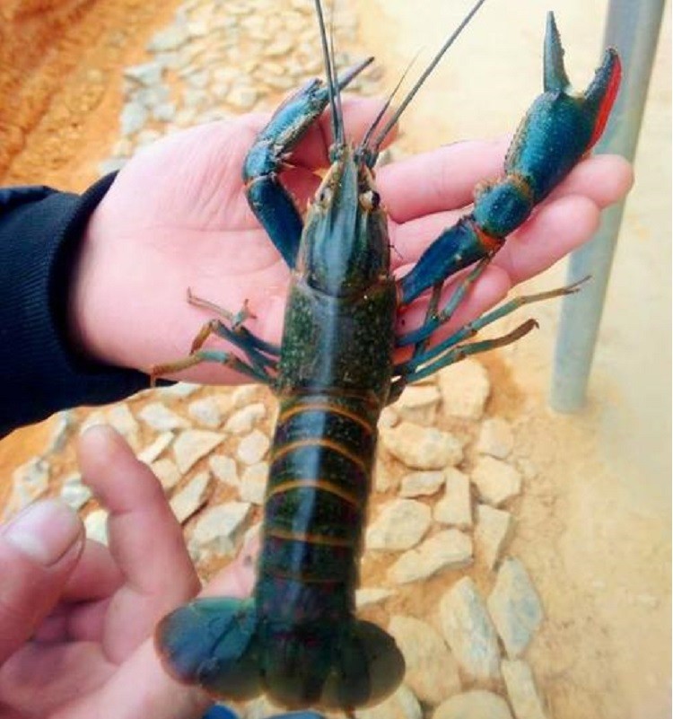 基金项目:一年两茬池塘生态养殖红螯螯虾亩效益达3万元