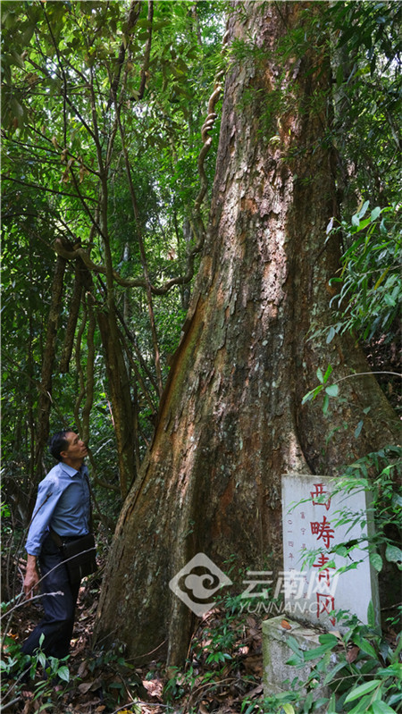 cop15丨壮族汉子30多载守护8棵极危种西畴青冈
