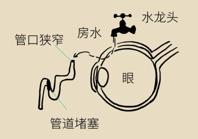 房水循环示意图图片
