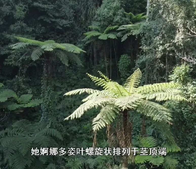 cop15最臨滄丨植物活化石桫欏