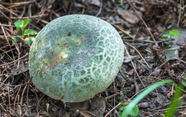 見手青是雲南常見的一種野生菌,一般在雨季上市.