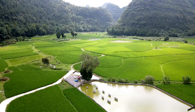 独山上司镇无人机喷洒农药助农增收