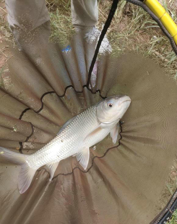 佛山河道麥鯪魚大爆發,釣魚人:釣再多也不想吃,肉質不行?