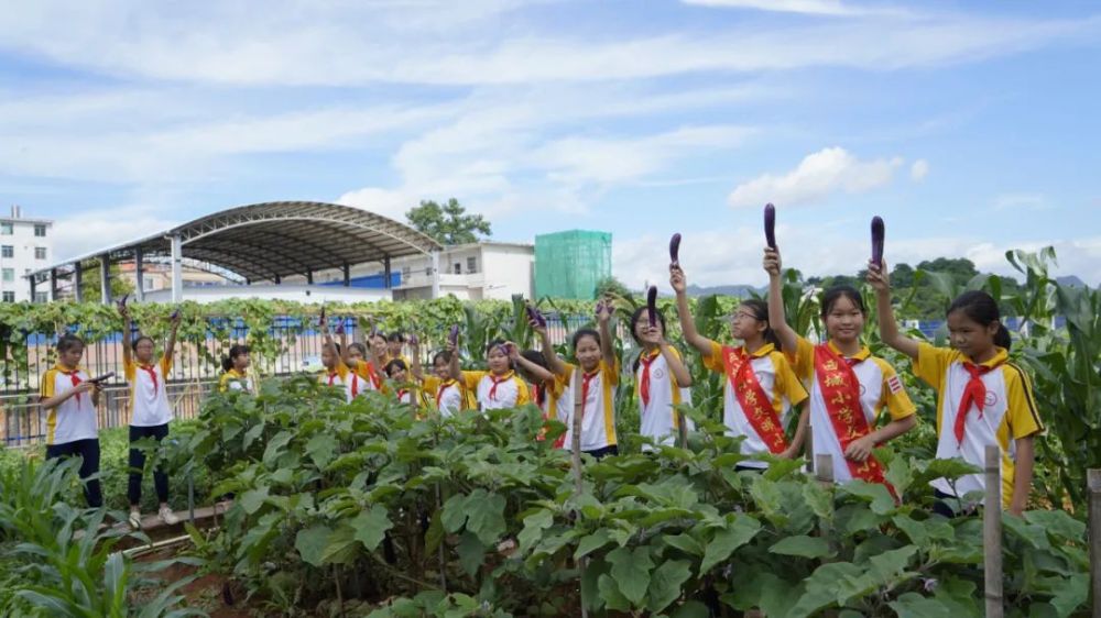 劳动最光荣|连州镇西城小学开辟校园农作物园地 让学生领悟劳动的真谛