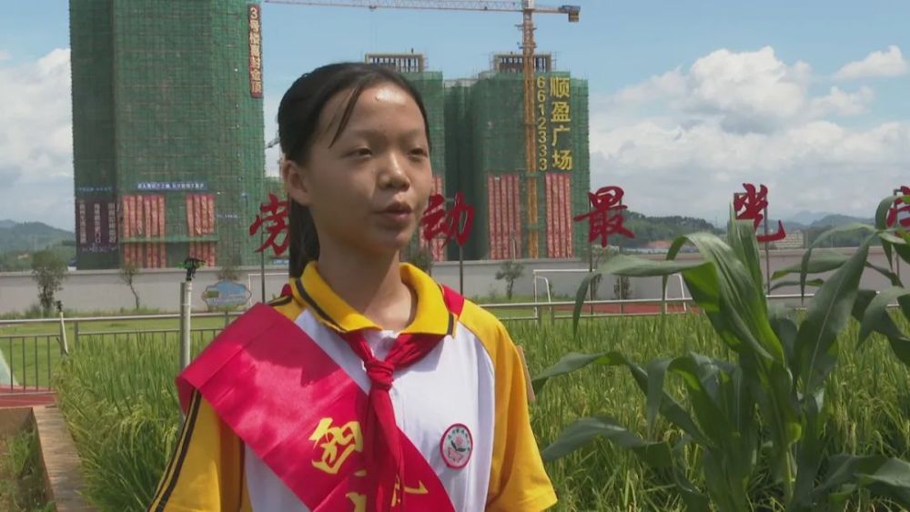 劳动最光荣|连州镇西城小学开辟校园农作物园地 让学生领悟劳动的真谛