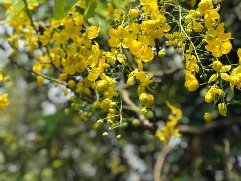 花地|广州腊肠花开