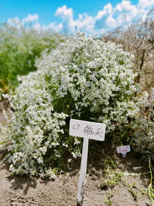 山韭 星辰花 金莲花 这些 太空种子 在黑龙江开花了 腾讯新闻