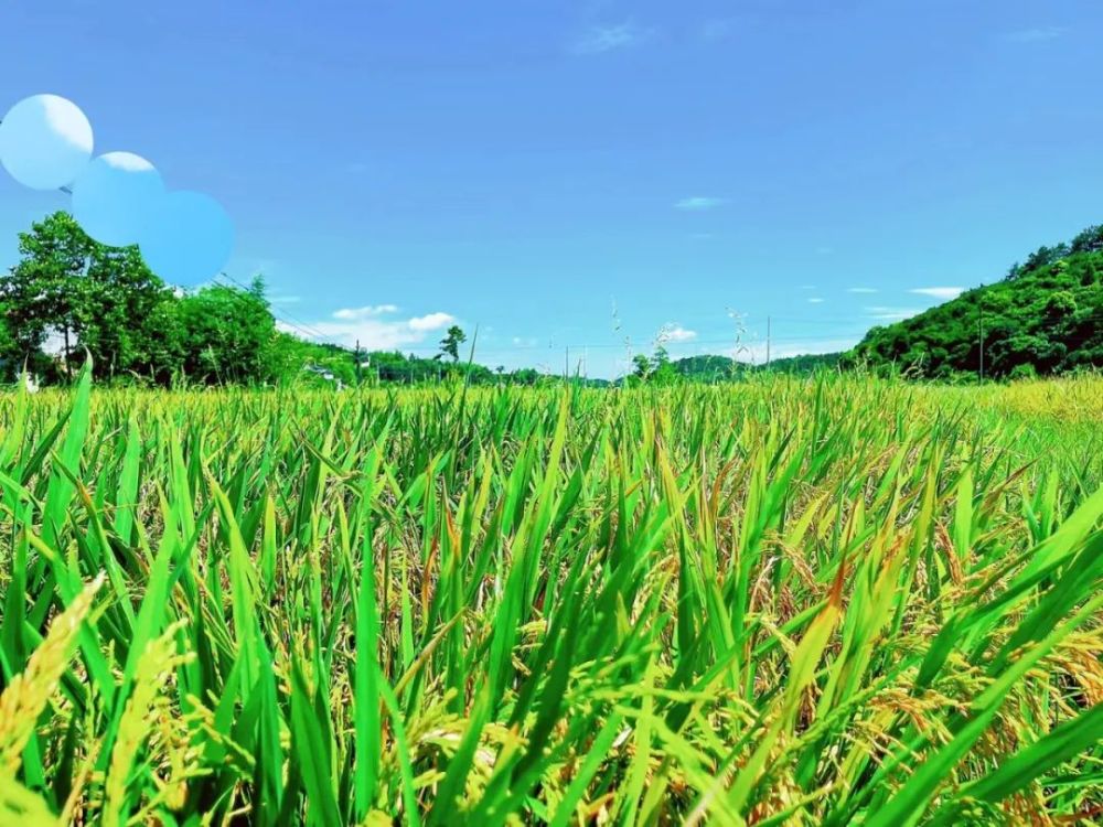 浏阳30万亩早稻，即将丰收！