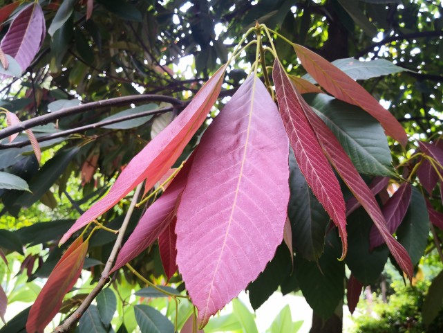 极度濒危植物西畴青冈迁地保护13年首次结实