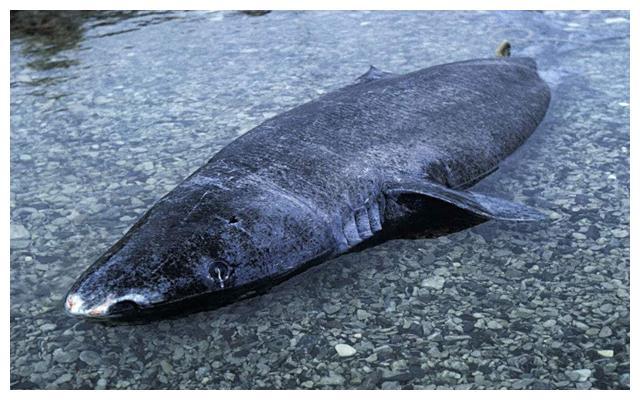 世界上最长寿的鲨鱼年龄已达512岁比乌龟还能熬