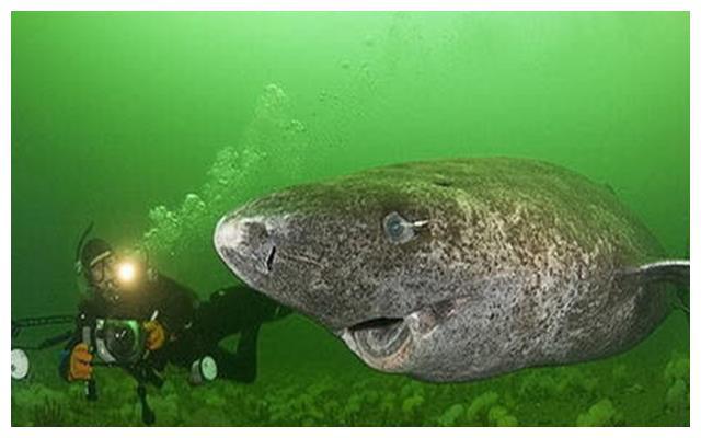 世界上最长寿的鲨鱼年龄已达512岁比乌龟还能熬