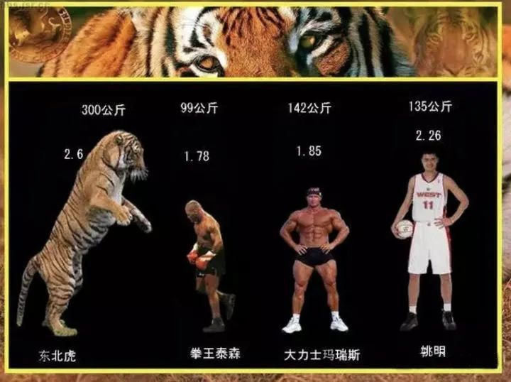 放张东北虎和人类的身高对比:论体型