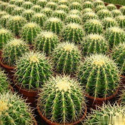 听到身边的人说自己的仙人球腐烂了……其实夏天是仙人球的生长旺季