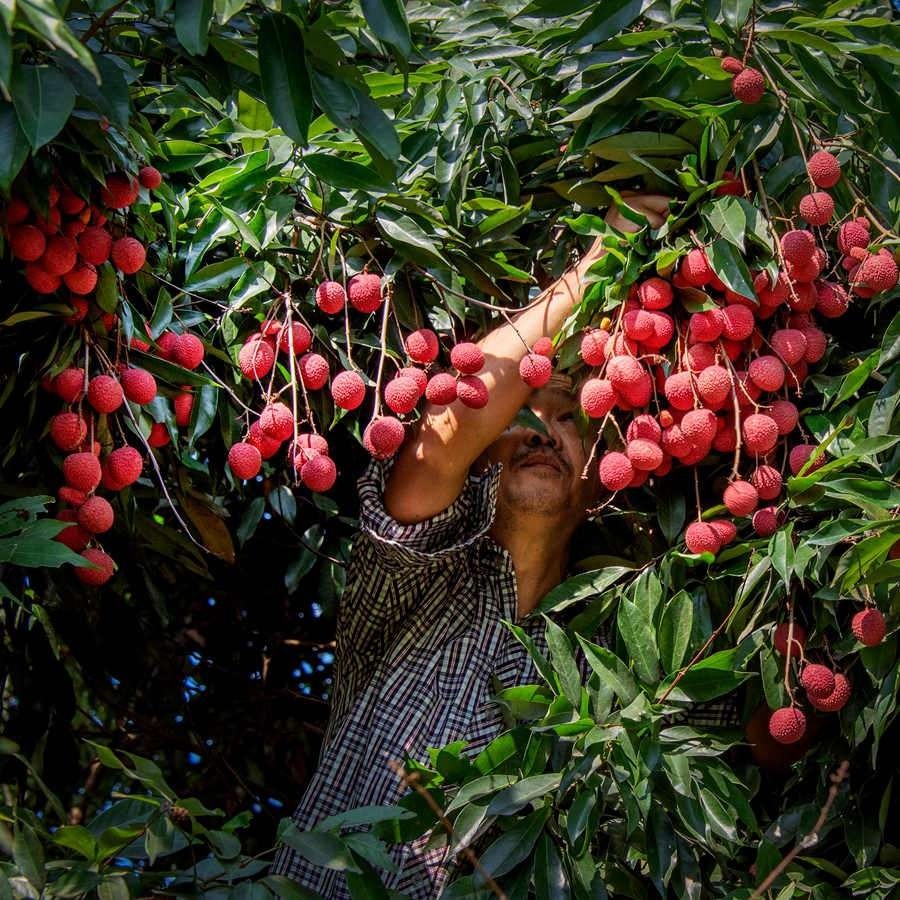 福建永春荔枝挂满枝果农丰收忙