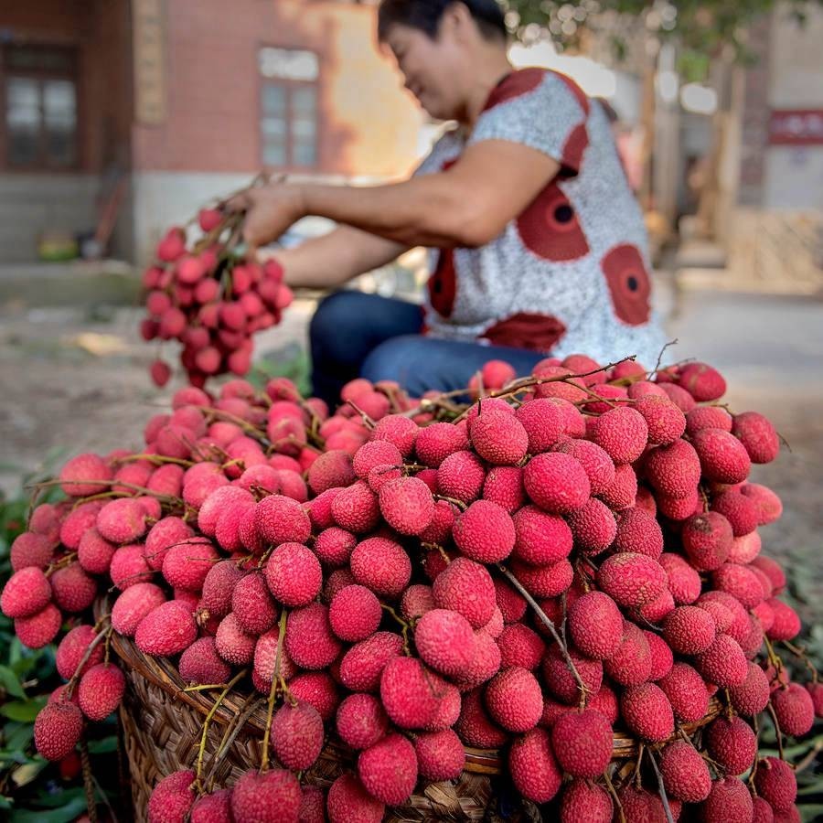 福建永春:荔枝挂满枝 果农丰收忙