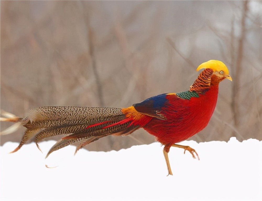 凤凰现身黑龙江?村民拍下清晰照片,远古神兽真的存在吗?