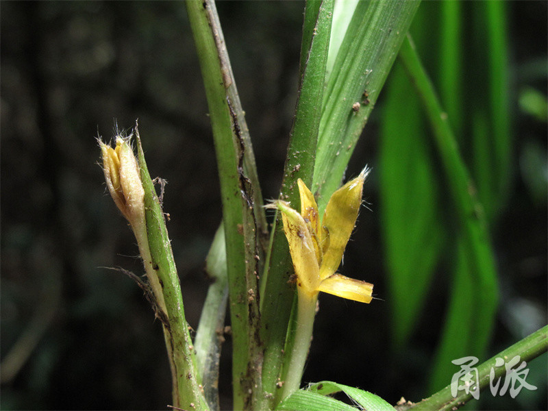 7月3日在象山看到的仙茅植株,植株基部有2个正在开花的花序,植株生长