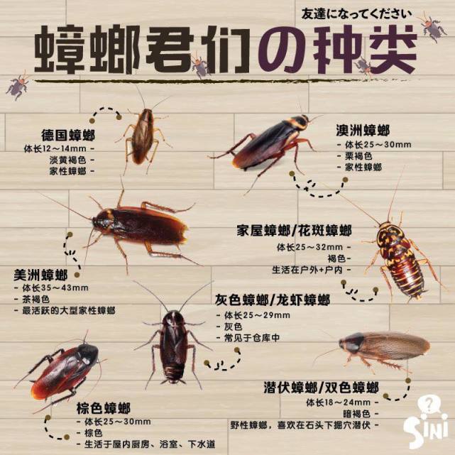 还在用拖鞋暴打蟑螂爆浆的后果不是一般的严重