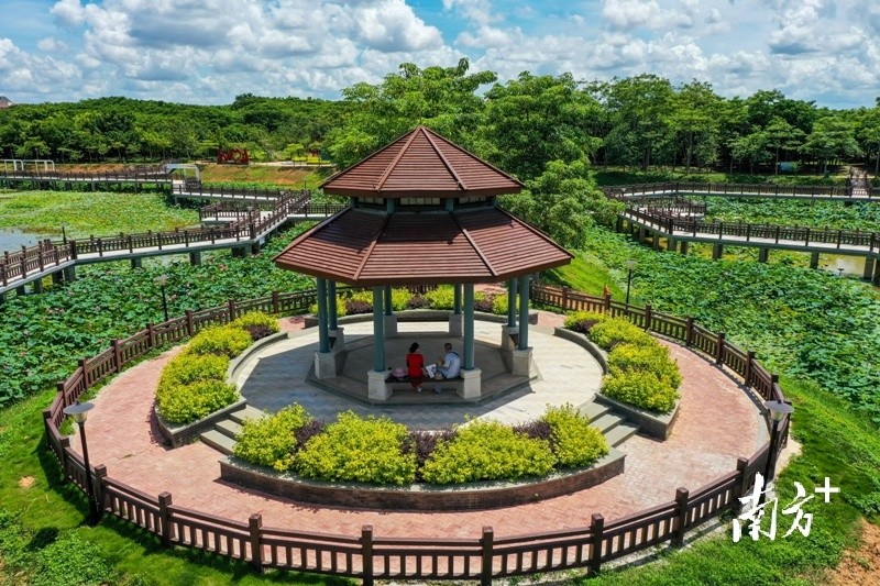 视觉|市民公园新添9789株荷花 万亩荷塘改造首迎"花季"