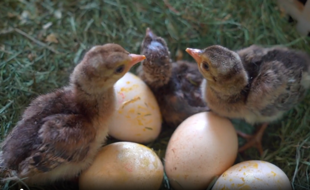 云南工商学院的孔雀妈妈任性不孵蛋,母鸡:我行我上!_腾讯新闻