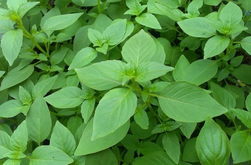 这是专属于河南夏天的独特味道,可以说,荆芥的味道就是夏天的味道.