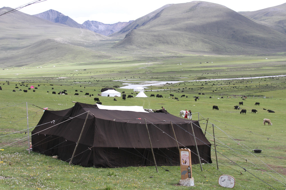 甘孜理塘县:草原美景如画牛羊成群 吸引众多游客打卡拍照