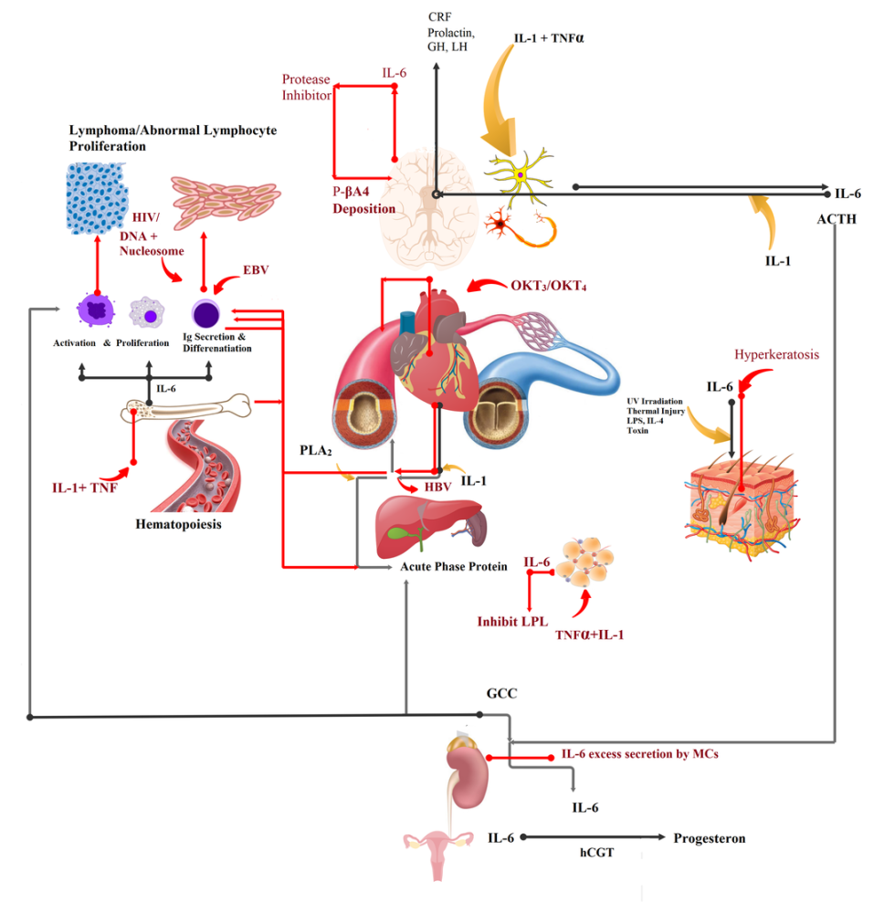 不仅仅是炎症指标白介素6的这些功能大多数人都不知道