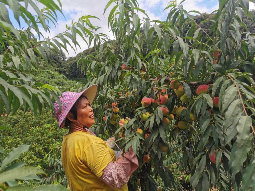 象头山鹰嘴桃园全景.(来源:博罗县融媒体中心)