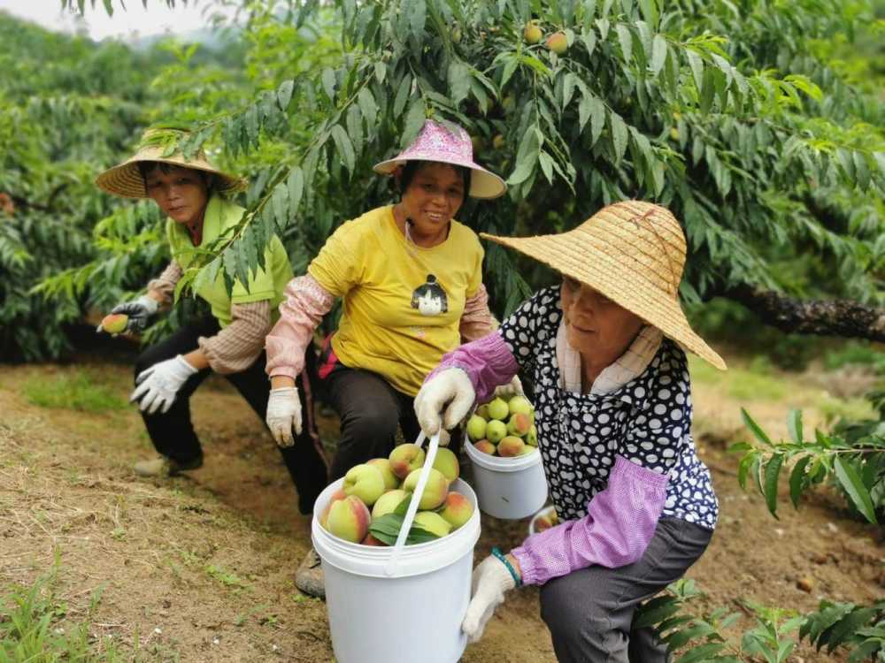 在象头山鹰嘴桃园里,树上挂满了一个个饱满诱人的鹰嘴蜜桃.