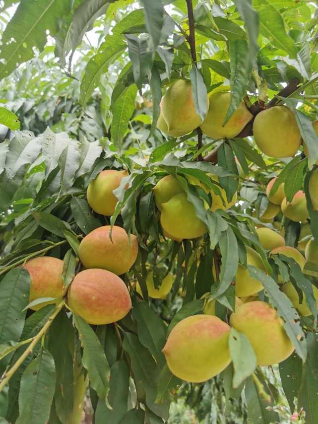 惠州博罗开园迎客泰美象头山鹰嘴桃获丰收