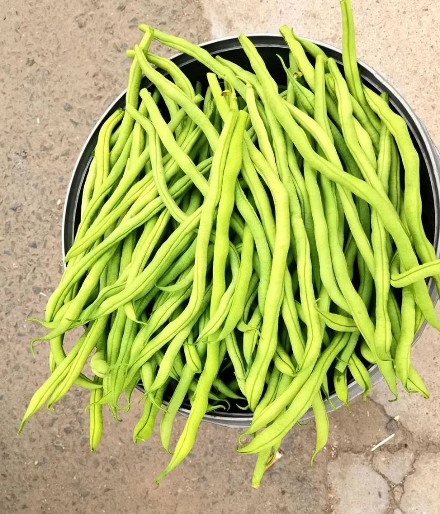 鸳鸯镇:种下致富"小豆角" 鼓起群众"钱袋子"