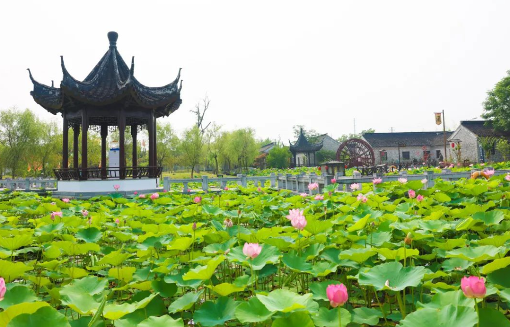 盛夏时节,在洋河酒厂文化旅游区,柔美的荷花悄然绽放,成为景区一道