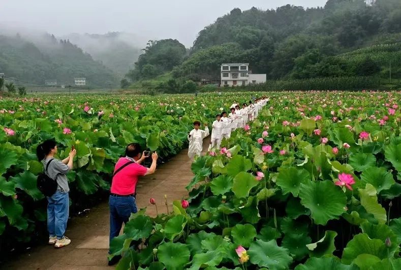 纳溪区天仙镇特兴街道慈竹村"荷田月色"荷花基地盛开的60余亩,等你来