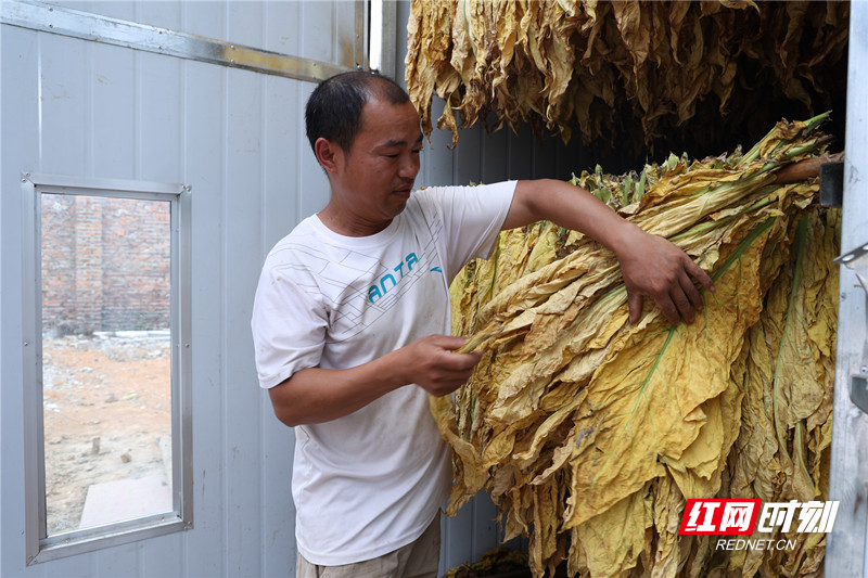 全电烤烟助力烟农增收致富